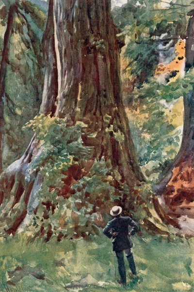 Der große Baum, Stanley Park, Vancouver von Harold Copping